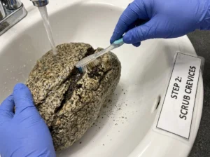 Meticulously cleaning leftover rock tumbling grit from the cracks and crevices of a stone using a soft toothbrush to prevent stage contamination.